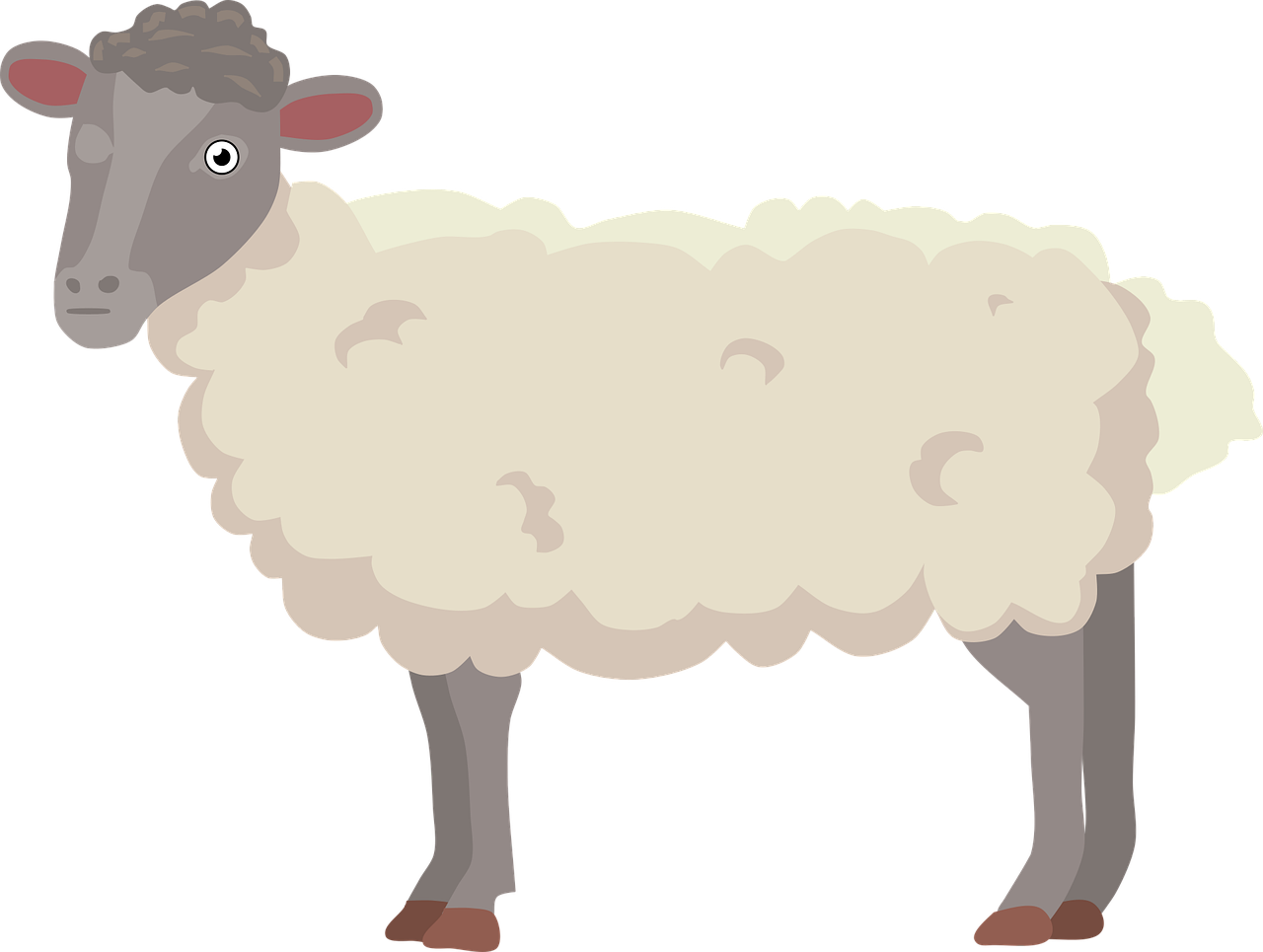 Sheep